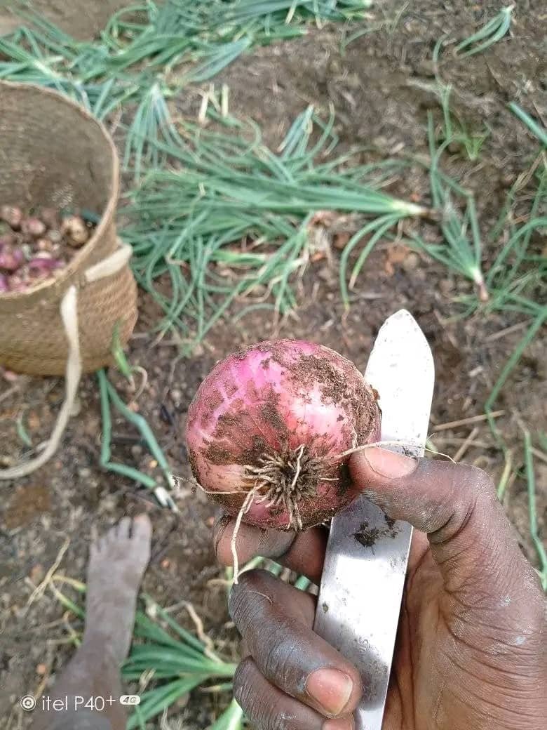 Agriculture